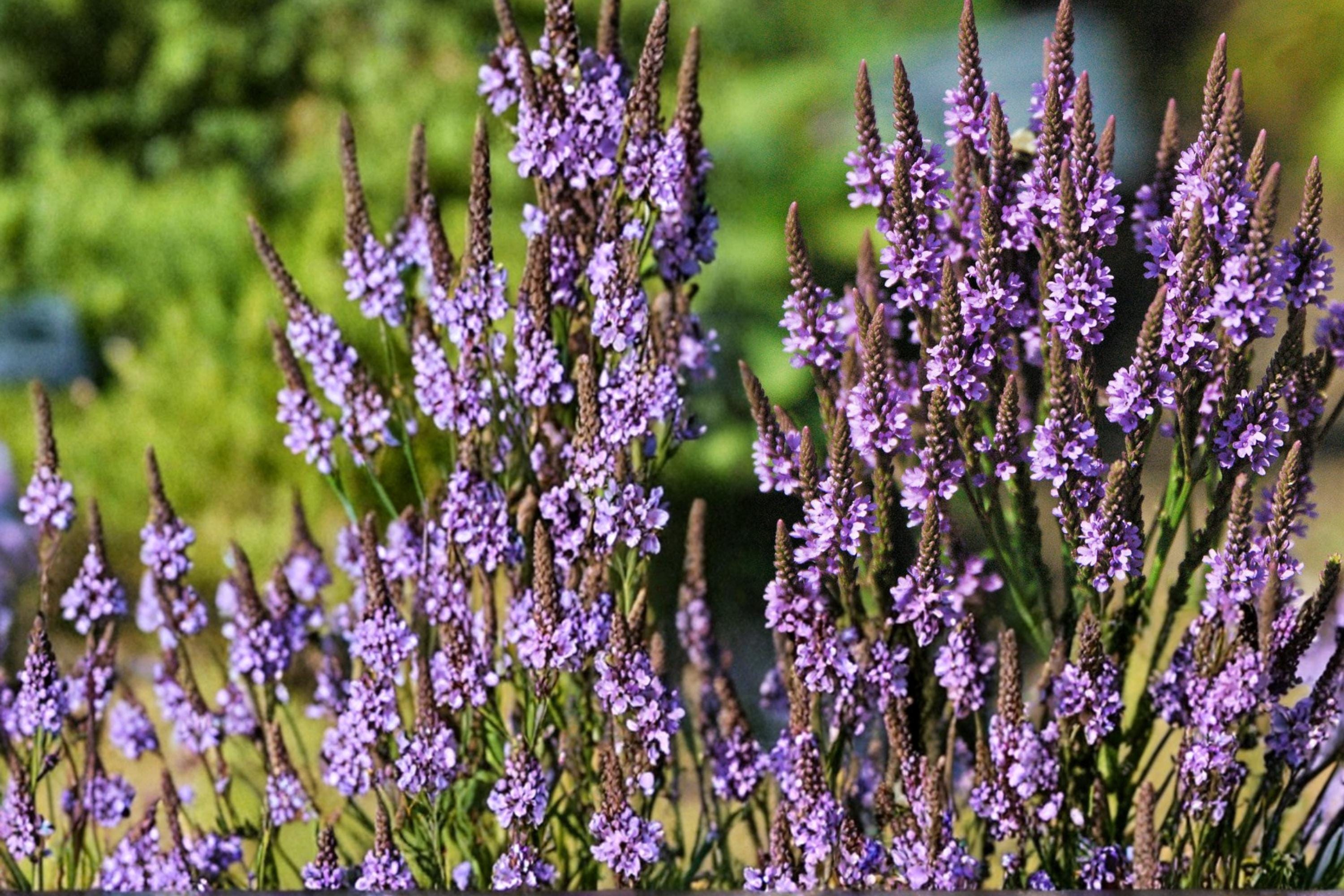 Blue Vervain Seeds – Verbena hastata Perennial Wildflower for Meadows & Wetlands, 100 Seeds
