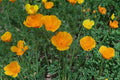 California Poppy Seeds – Eschscholzia californica, Bright Orange Wildflower, Annual Herbaceous Flower for Gardens & Meadows