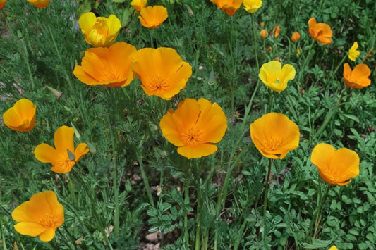California Poppy Seeds – Eschscholzia californica, Bright Orange Wildflower, Annual Herbaceous Flower for Gardens & Meadows