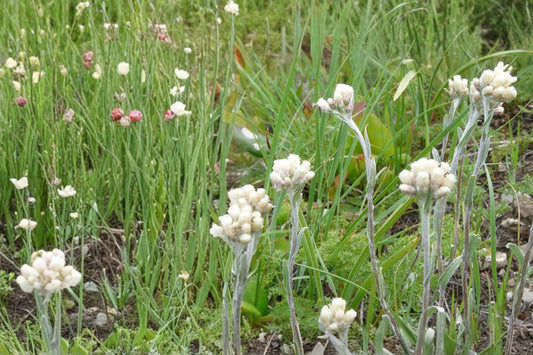 Pussytoes Seeds – Antennaria spp. Herbaceous Perennial Ground Cover with White Flowers, Drought Tolerant, Native Plant Seed