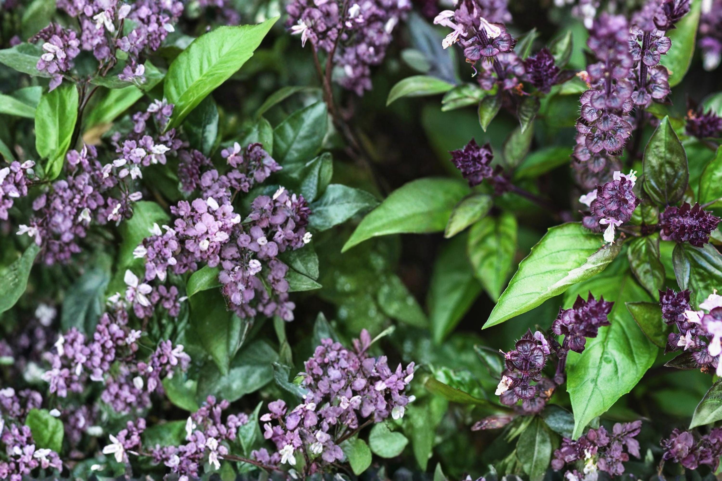 Cinnamon Basil Seeds – Ocimum basilicum – Aromatic Herb with Purple Stems, Full Sun, 75 Seeds