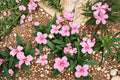 Oleander Seeds 75 Pack – Nerium oleander Evergreen Shrub with Pink, White, or Red Flowers for Hedges & Borders