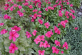 Madagascar Periwinkle Seeds – Catharanthus roseus – Annual Flower with Pink, White, or Red Blooms for Gardens & Containers