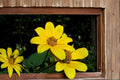 Swamp Marigold Seeds – Bidens aristosa, Bright Yellow Wildflower, Wetland & Border Plant, Annual Herbaceous Flower Seed