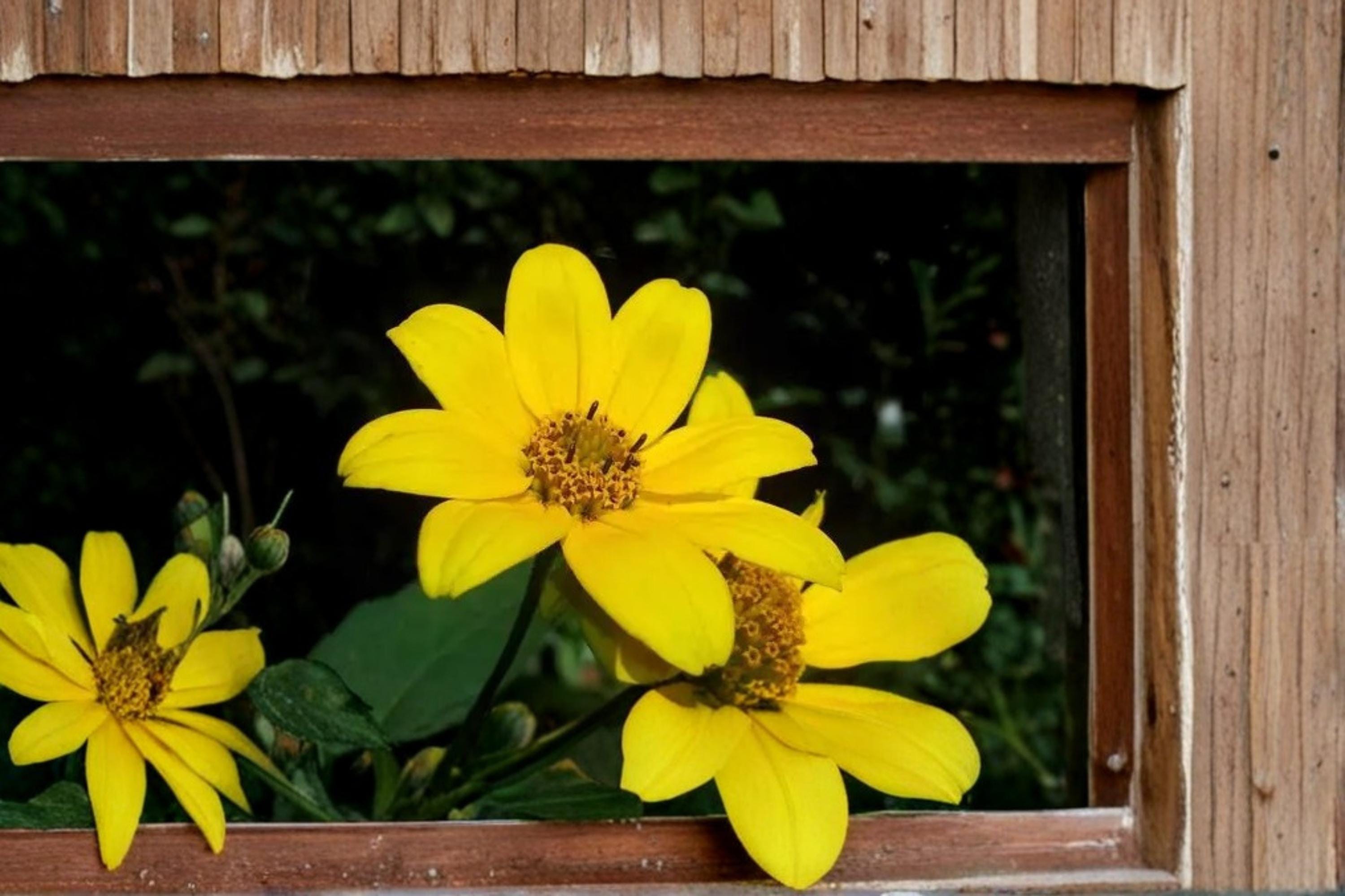Swamp Marigold Seeds – Bidens aristosa, Bright Yellow Wildflower, Wetland & Border Plant, Annual Herbaceous Flower Seed