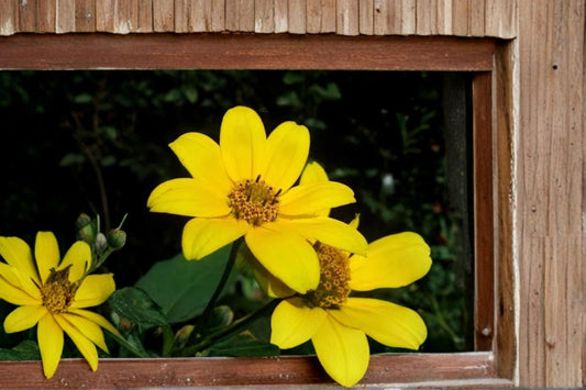 Swamp Marigold Seeds – Bidens aristosa, Bright Yellow Wildflower, Wetland & Border Plant, Annual Herbaceous Flower Seed