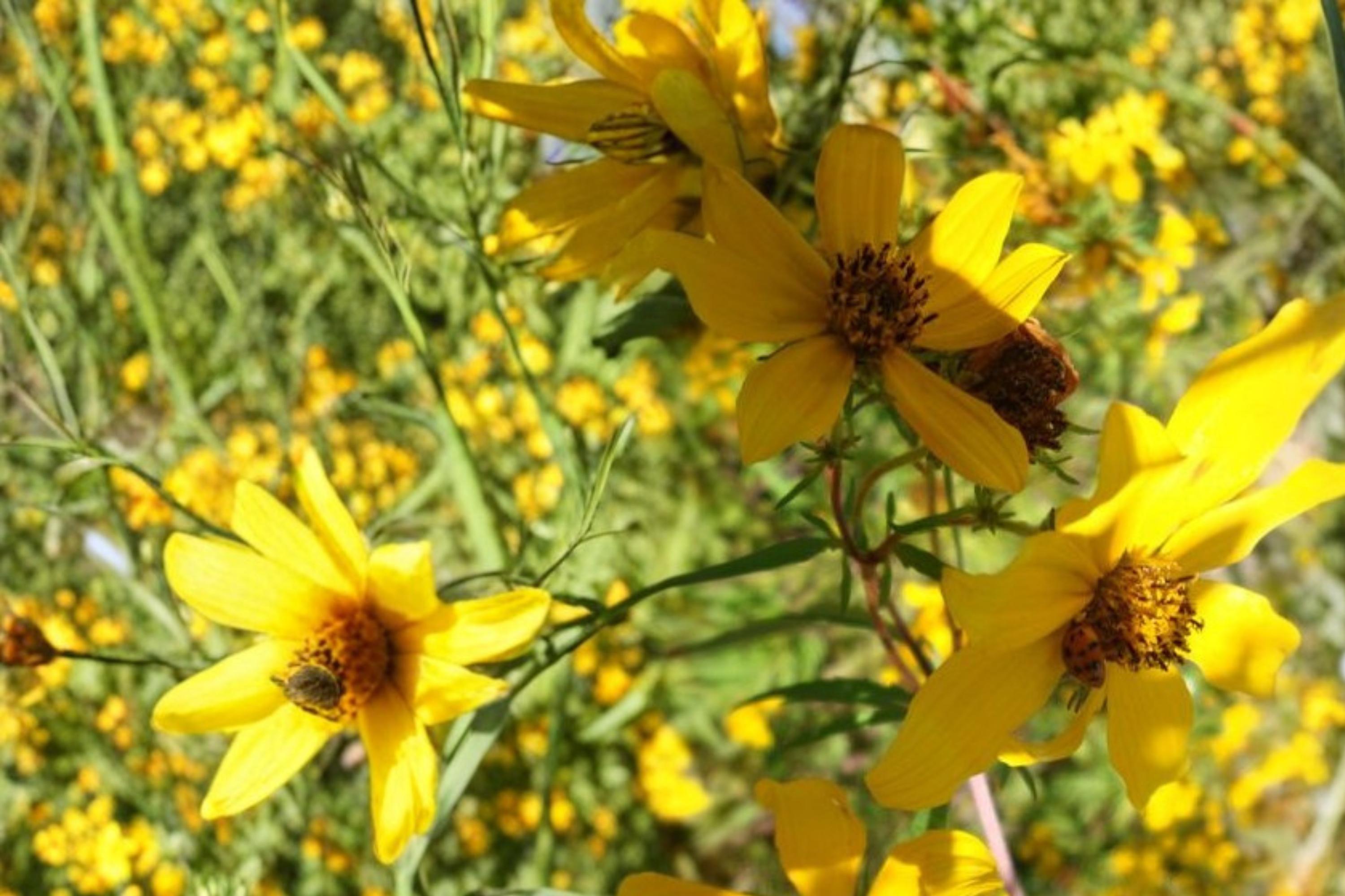 Bearded Beggarticks Seeds – Bidens polylepis, Bright Yellow Wildflower, Annual Herbaceous Plant for Wetlands & Borders
