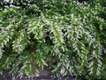American Persimmon Bare Root Plant – Diospyros virginiana – Edible Fruit Tree, Native North American, 18+ Inches