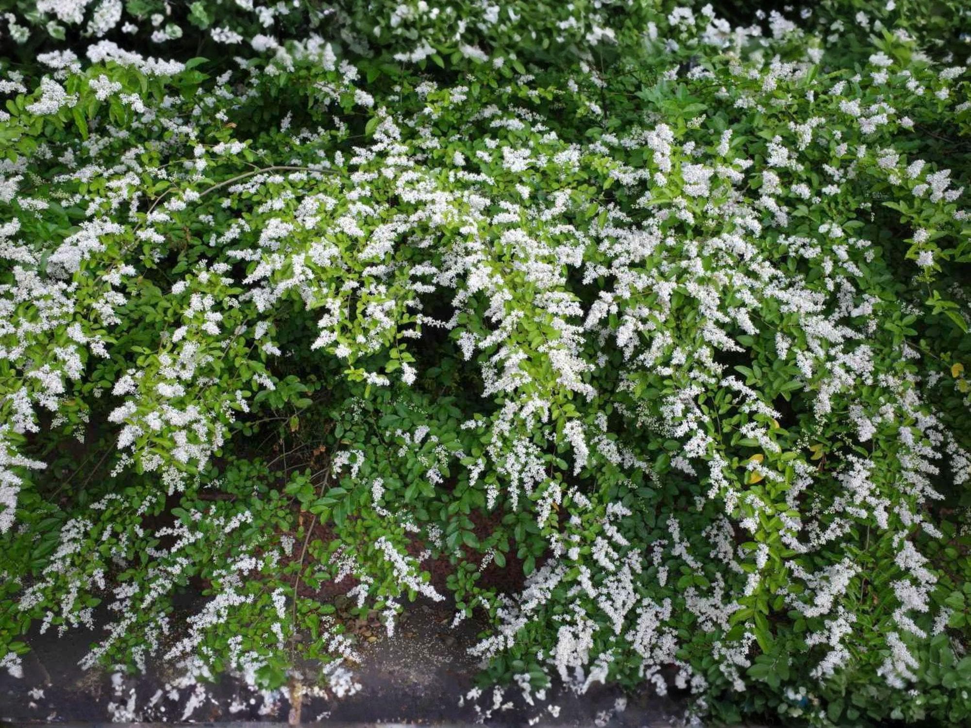 American Persimmon Bare Root Plant – Diospyros virginiana – Edible Fruit Tree, Native North American, 18+ Inches