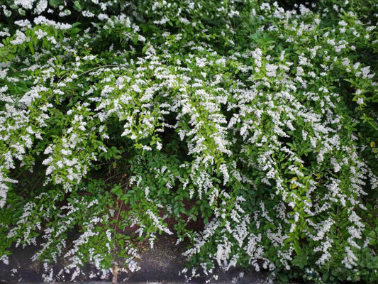 American Persimmon Bare Root Plant – Diospyros virginiana – Edible Fruit Tree, Native North American, 18+ Inches