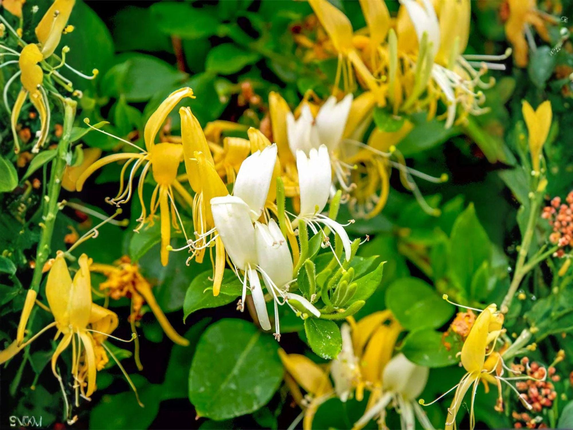 Heart-leaved Aster Seeds, Symphyotrichum cordifolium, Native Perennial Wildflower, 500 Seeds for Pollinator Gardens