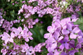 Dwarf Mallow Seeds Mix – Lavatera trimestris, Colorful Pink, Rose & White Blooms for Borders & Containers