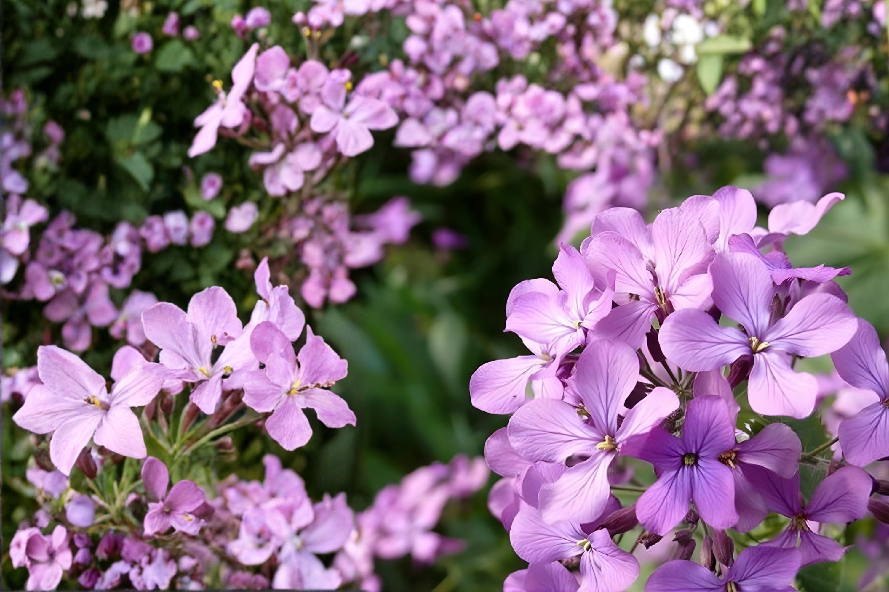 Dwarf Mallow Seeds Mix – Lavatera trimestris, Colorful Pink, Rose & White Blooms for Borders & Containers