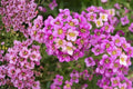 NY Ironweed Seeds (Vernonia noveboracensis) – Native Perennial with Purple Blooms, Butterfly & Pollinator Attractant, Prairie Garden Plant