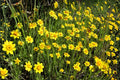 Yellow Blanket Flower Seeds (Gaillardia aristata) – Drought-Tolerant Wildflower for Borders & Xeriscaping