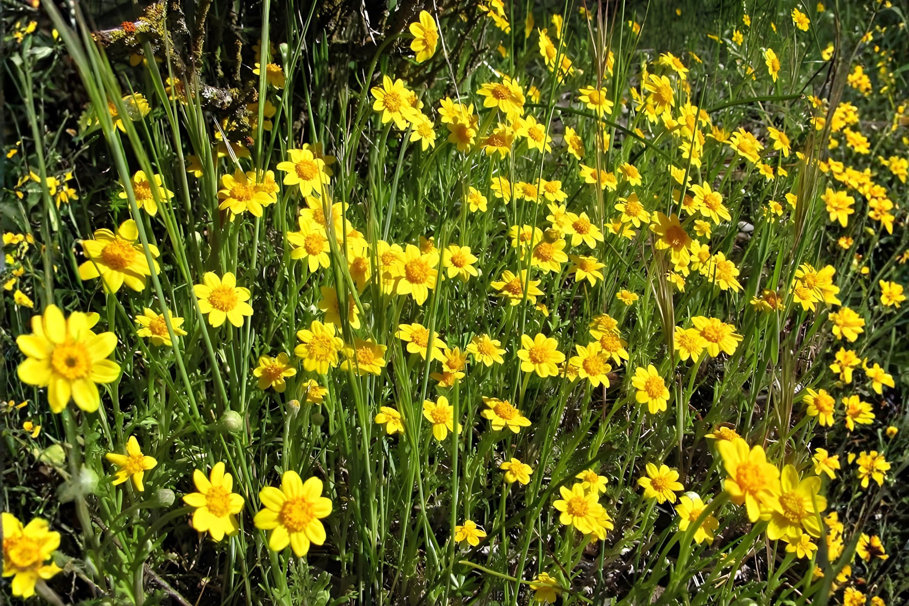 Yellow Blanket Flower Seeds (Gaillardia aristata) – Drought-Tolerant Wildflower for Borders & Xeriscaping