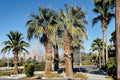 California Fan Palm Seeds – Washingtonia filifera – Desert-Adapted Fan Palm with Large Leaves and White Flowers