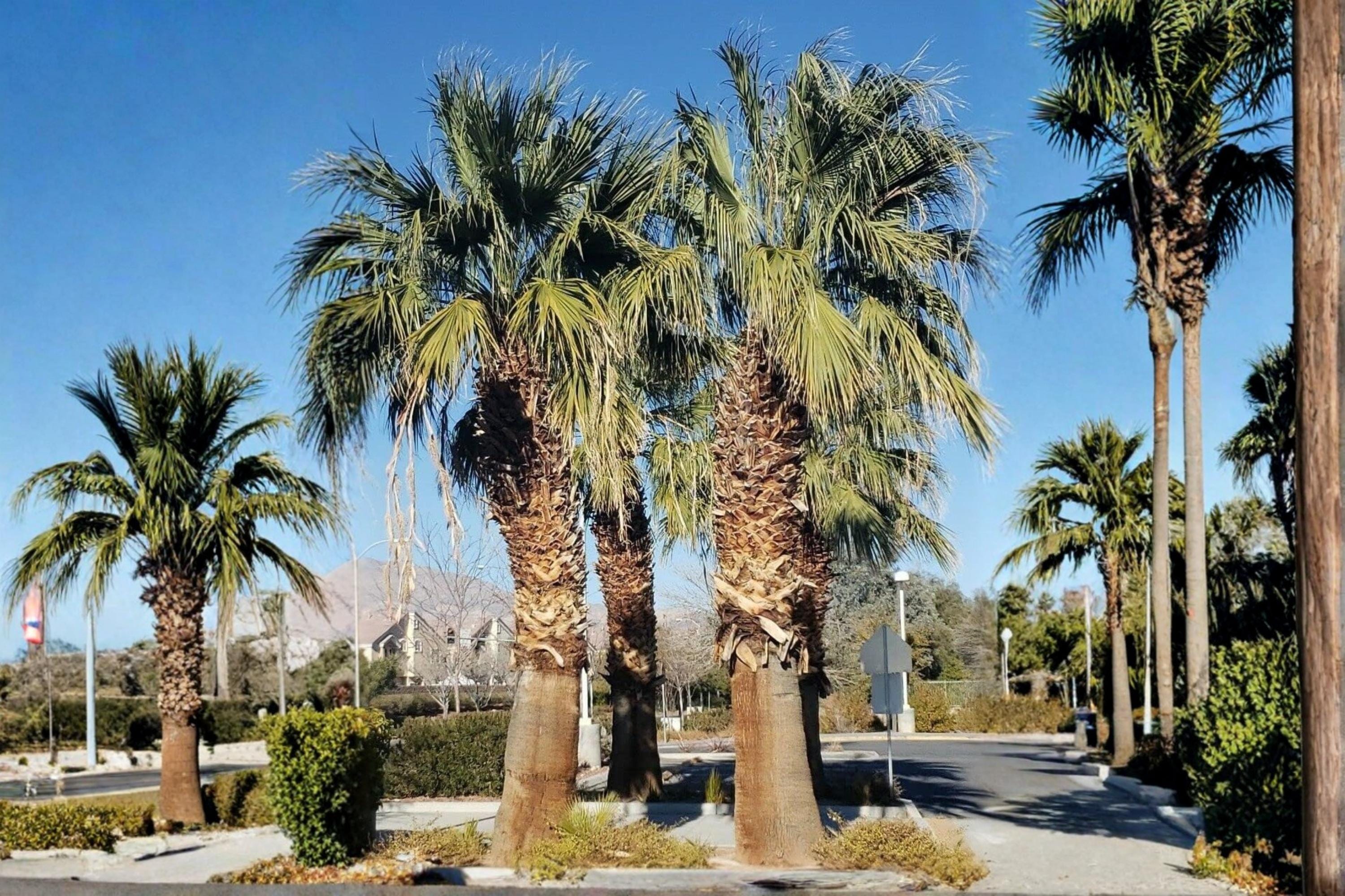 California Fan Palm Seeds – Washingtonia filifera – Desert-Adapted Fan Palm with Large Leaves and White Flowers