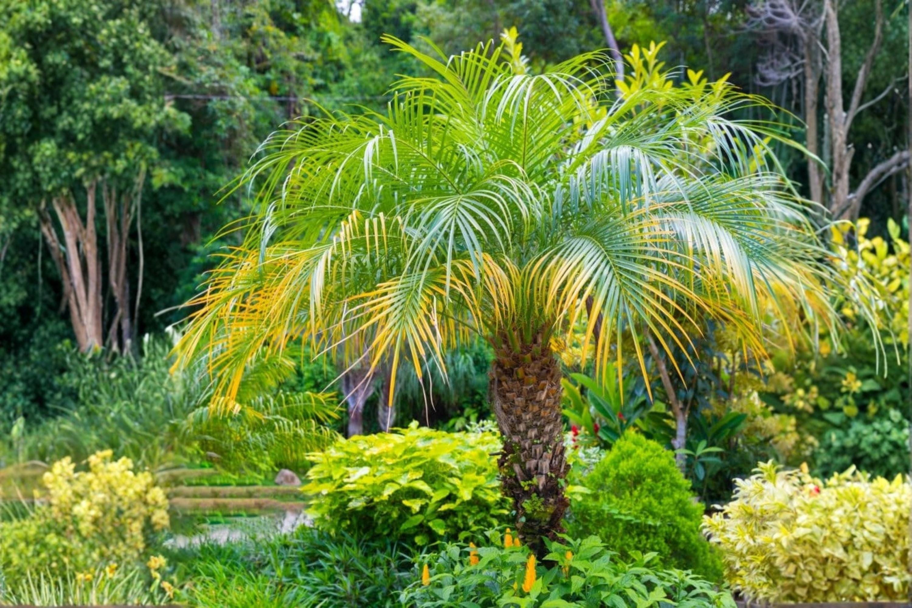 Pygmy Date Palm Seeds – Phoenix roebelenii, Ornamental Compact Palm, Tropical Landscape Plant