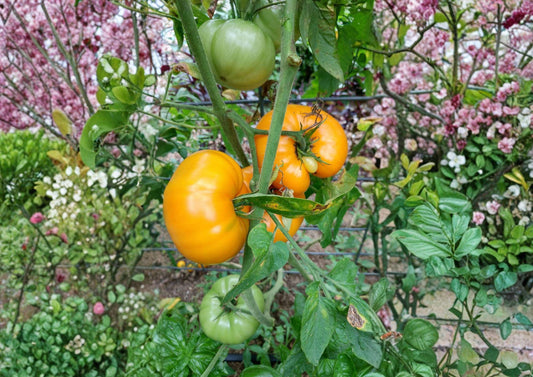120+ Yellow Brandywine Tomato Seeds - Heirloom Non-GMO Solanum Lycopersicum Large Golden Slicing Tomato for Garden Planting