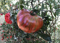 Chocolate Stripe Tomato Seeds | Heirloom Non-GMO Solanum Lycopersicum | Unique Dark Striped Tomato for Garden and Gourmet Use