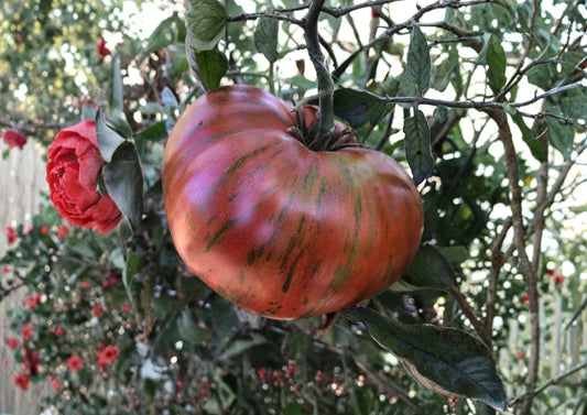 Chocolate Stripe Tomato Seeds | Heirloom Non-GMO Solanum Lycopersicum | Unique Dark Striped Tomato for Garden and Gourmet Use