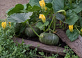 20+ Sugar Pie Pumpkin Seeds Heirloom Non-GMO Cucurbita pepo Small Baking Pumpkin Garden Planting Seeds