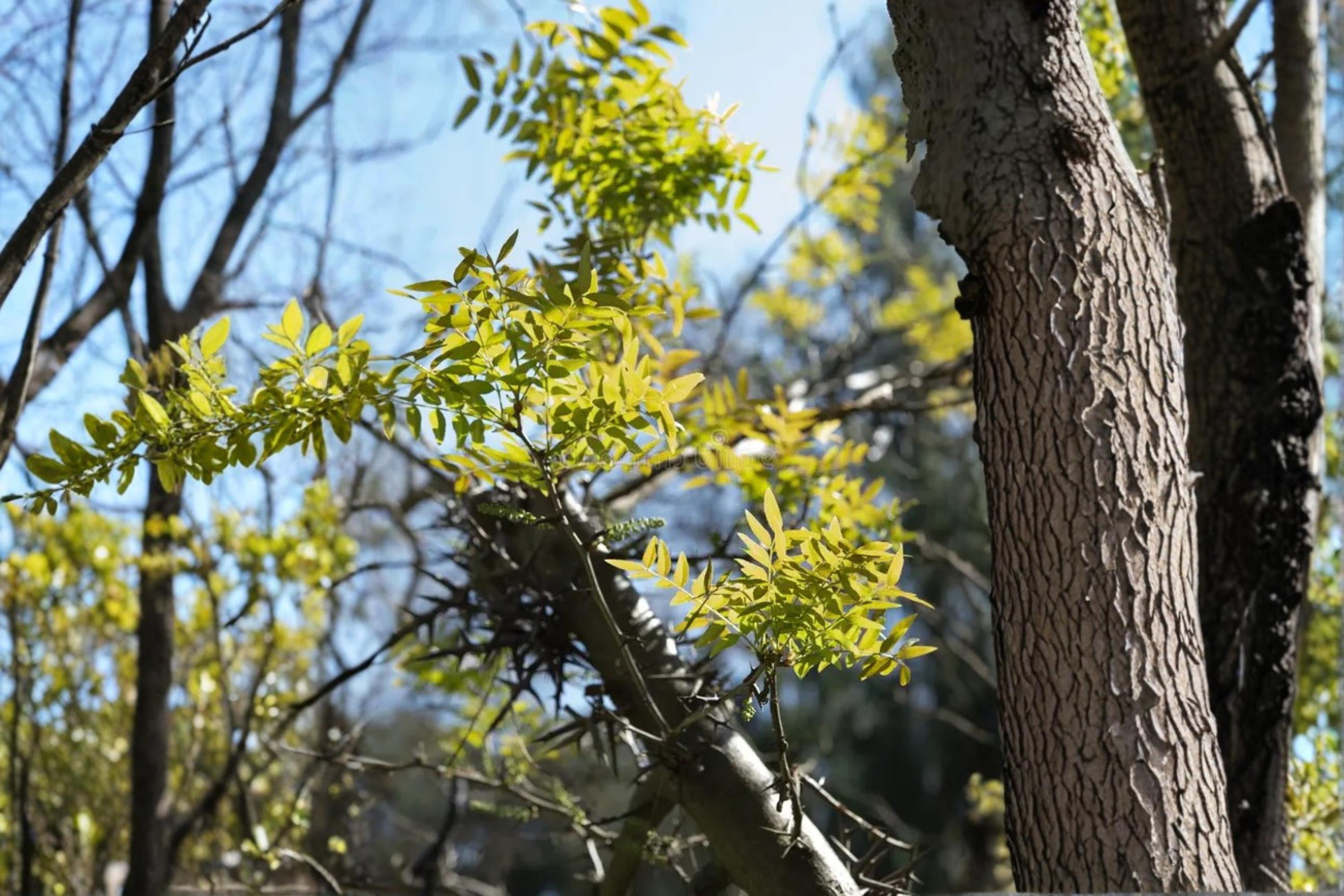 Chinese Honeylocust Seeds – Gleditsia sinensis, Ornamental Deciduous Tree with Pods & Green Flowers