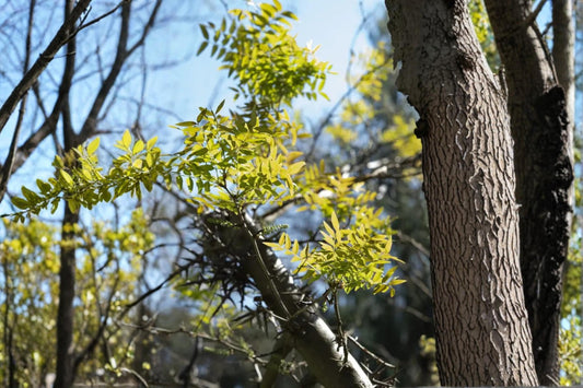 Chinese Honeylocust Seeds – Gleditsia sinensis, Ornamental Deciduous Tree with Pods & Green Flowers
