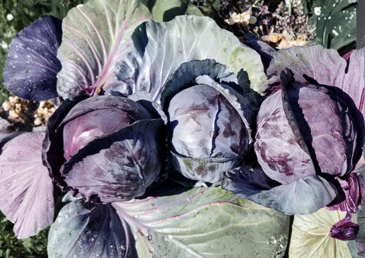 Red Acre Cabbage Seeds, Heirloom Non-GMO Brassica Oleracea, Purple Head, Early Maturity, Vegetable Garden Seeds