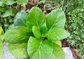 500+ Pak Choi Seeds Dwarf White Stem Bok Choy Heirloom Non-GMO Brassica Rapa Asian Cabbage Garden Seeds