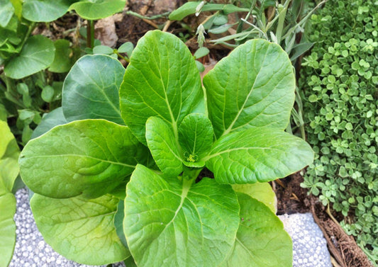 500+ Pak Choi Seeds Dwarf White Stem Bok Choy Heirloom Non-GMO Brassica Rapa Asian Cabbage Garden Seeds