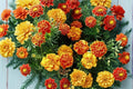 French Marigold Seeds – Petite Pack of 100, Tagetes patula, Compact Annual Flower with Vibrant Yellow, Orange & Red Blooms