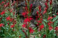 Cardinal Wildflower Seeds – Lobelia cardinalis – Perennial Red Tubular Flower for Pollinator Gardens