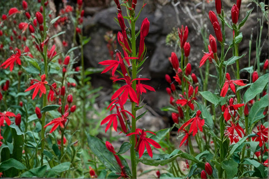 Cardinal Wildflower Seeds – Lobelia cardinalis – Perennial Red Tubular Flower for Pollinator Gardens