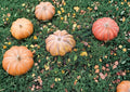 Fairytale Pumpkin Seeds, Heirloom Non-GMO, Musquée de Provence, Gourmet Cooking Pumpkin, Garden Planting, 15 Seeds