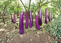 Long Purple Eggplant Seeds | Heirloom Organic Non-GMO | Slender Asian Eggplant | Solanum melongena