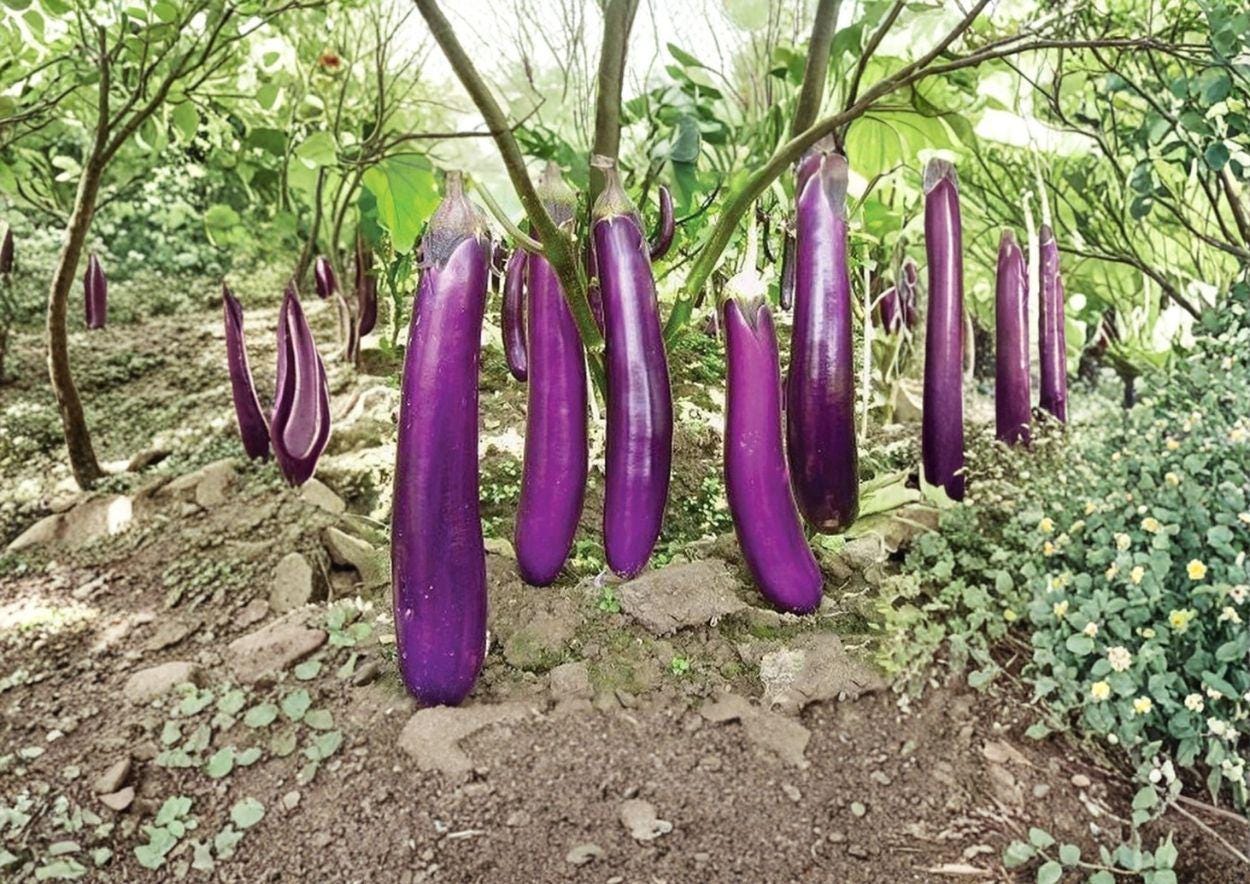 Long Purple Eggplant Seeds | Heirloom Organic Non-GMO | Slender Asian Eggplant | Solanum melongena