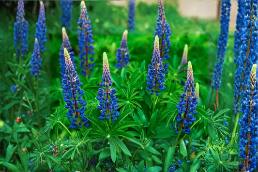 Blue Lupine Seeds – Perennial Flower, Blue Blooms, Lupinus perennis, Native Wildflower Seed for Pollinators & Natural Gardens