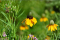 Clasping Coneflower Seeds – Rudbeckia amplexicaulis – Bright Yellow Wildflower for Gardens & Meadows