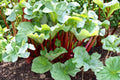 Rhubarb Seeds – Victoria Heirloom Variety – Perennial Vegetable with Green to Red Blush Stalks – Rheum rhabarbarum