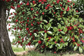 American Holly Seeds – Ilex opaca Evergreen Tree with Red Berries, Ornamental Hedge, Native North American Plant