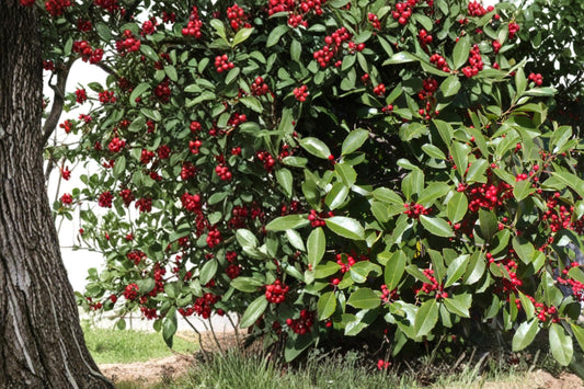 American Holly Seeds – Ilex opaca Evergreen Tree with Red Berries, Ornamental Hedge, Native North American Plant