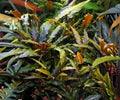 Cryptocoryne Wendtii Red Live Aquarium Plant Potted, Low Light, Freshwater, Easy, Beginner-Friendly, Aquascaping