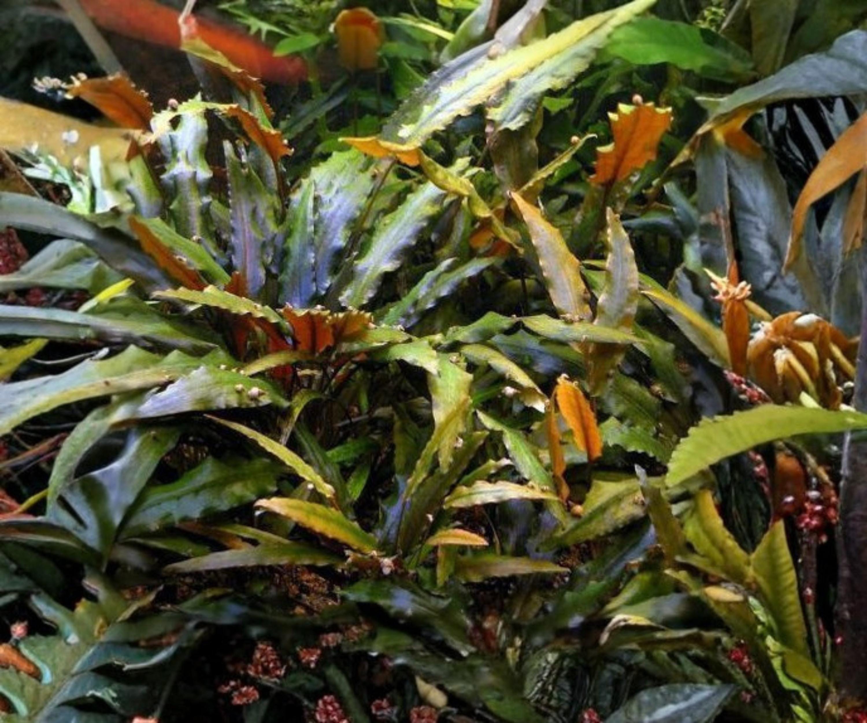 Cryptocoryne Wendtii Red Live Aquarium Plant Potted, Low Light, Freshwater, Easy, Beginner-Friendly, Aquascaping