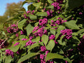 Texas Ebony Tree Seeds, Pithecellobium flexicaule, Drought Tolerant Evergreen, Landscape Shade Tree, Full Sun, Well-Drained Soil