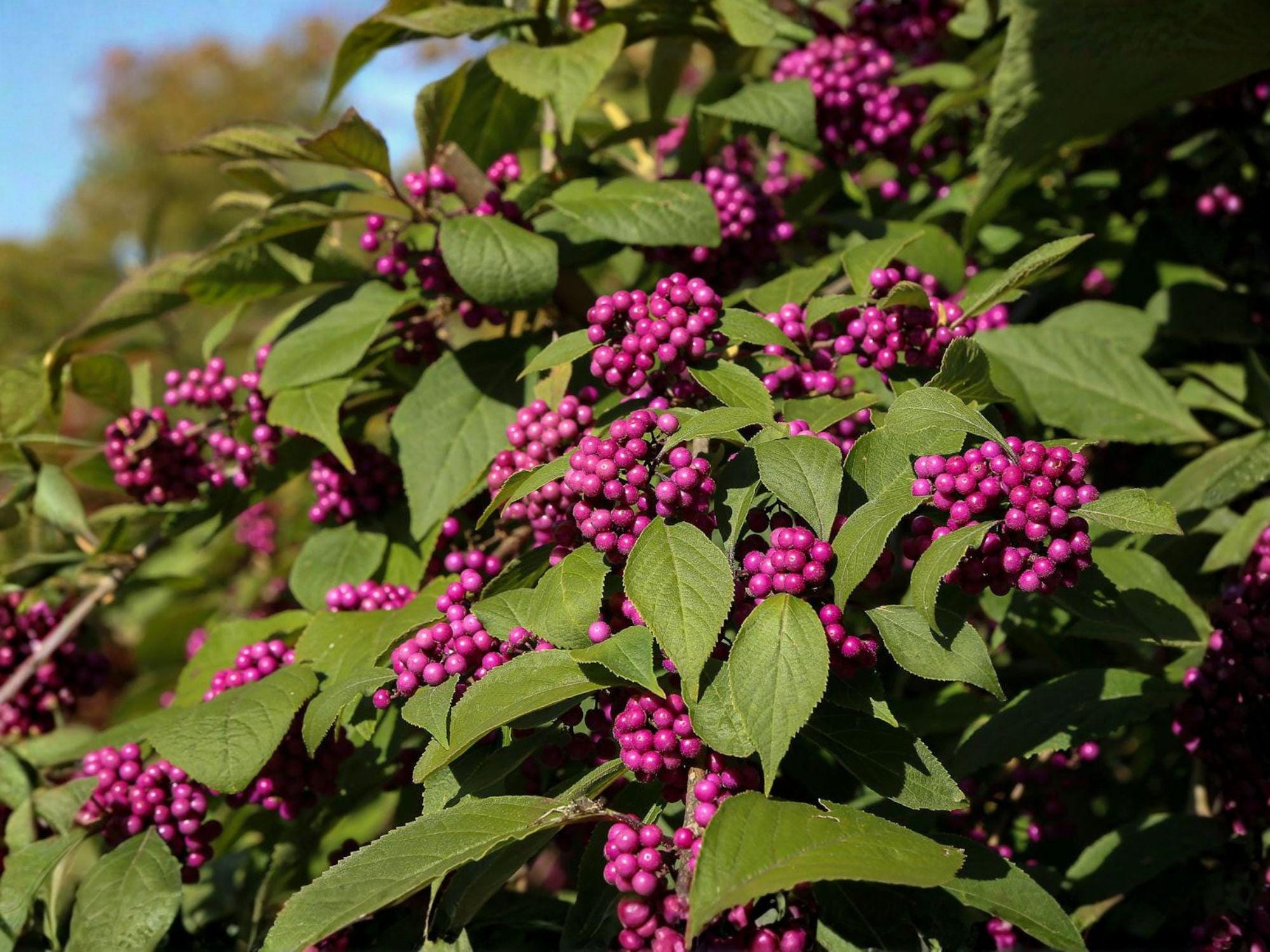 Texas Ebony Tree Seeds, Pithecellobium flexicaule, Drought Tolerant Evergreen, Landscape Shade Tree, Full Sun, Well-Drained Soil