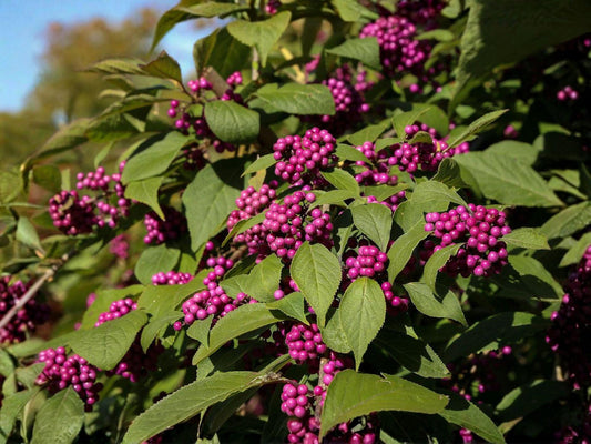 Texas Ebony Tree Seeds, Pithecellobium flexicaule, Drought Tolerant Evergreen, Landscape Shade Tree, Full Sun, Well-Drained Soil