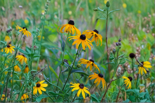 Black-Eyed Susan Seeds, Wildflower, Rudbeckia hirta, Bright Yellow Daisy-like Blooms, Pollinator-Friendly Plant Seed