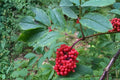 Jumpseed Seeds (15) | Woodland Native Shade-Loving Plant with White Flower Spikes | Persicaria virginiana